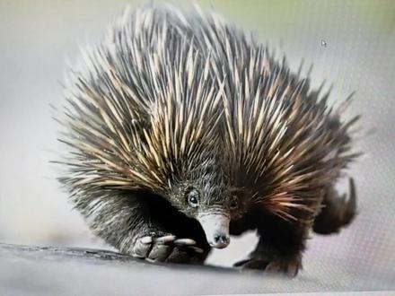 发了一个视频,没想到有很多老师问怎么弄的,简单做了一个教程#班级宠物 #班级电子宠物 #免费版