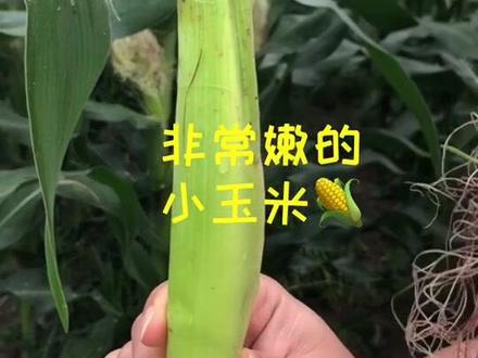 玉米笋到底是什么@抖音小助手 #玉米笋 #三农 #美食