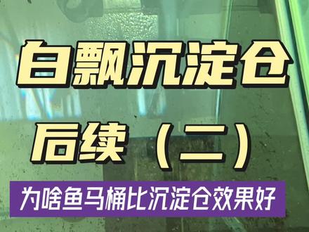 白飘沉淀仓后续(二)为啥我说鱼马桶比沉淀仓好用。 #刀哥养鱼入坑记 #轻松养鱼快乐养鱼 #水族 #养鱼人 #养鱼日记