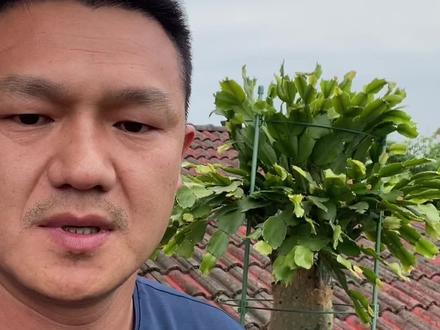 送你999朵玫瑰之跑偏篇,仙人掌嫁接蟹爪兰教程#嫁接技术 #三农 #抖音新农人 #新农人计划 #2022新农人计划 #宜都新达人