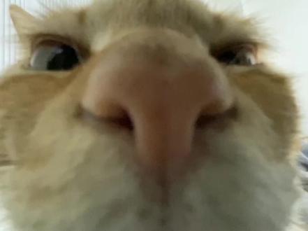 2025年的最后一天 是结束也是新的开始✊ #再见2025你好2026 #跨年倒计时 #2026 #祝福 #猫咪