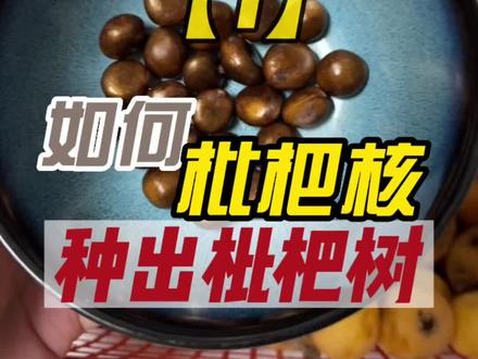 枇杷核能不能种出枇杷树?一起试试看!#枇杷季节吃枇杷