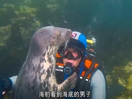 小海豹以为男子溺水海底,不断展开救援,连全家都叫来了#神奇动物在抖音 #万物皆有灵性 #海洋动物