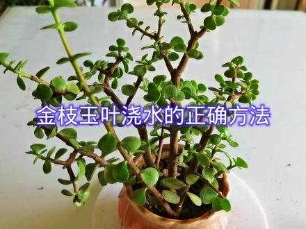 金枝玉叶正确的浇水方法