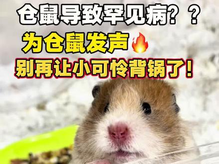 为仓鼠发声,别再让小可怜背锅了! 不信谣不传谣,请善待它们!#养仓鼠必看 #养鼠熊日常分享 #金丝熊#仓鼠#汉坦病毒