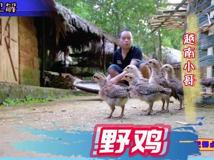 晓阳见解:赵贵族往事(野鸡) #农村生活#越南农村生活 #田园生活 #竹子 #野鸡