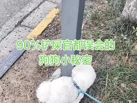 家人们,你们是不是也发现,自家狗狗每次拉完粑粑,都会疯狂在地上蹬腿刨土?
很多人以为它是在埋便便,其实真的不是!
狗狗这个动作,是在标记地盘!
它的爪子上有臭腺,蹬土的时候,会把自己的气味留在地上,相当于给别的狗狗留消息:这片区域,本汪承包啦!
而且向后蹬土,能把气味扩散得更远,宣示主权的意思超明显~
这是狗狗刻在骨子里的本能,不是调皮捣蛋,完全不用制止哦!
下次再看到它蹬腿,就知道它不是在埋屎,而是在发朋友圈啦~#比熊 #文明养狗 #糖葫芦的成长日记 #南京小甜豆 #遛狗