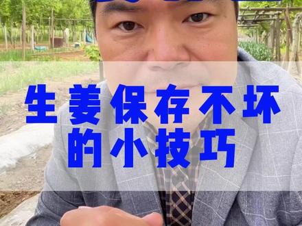 生姜种植 生姜保存不坏的小技巧 #生姜种植 #生姜管理 #生姜 #小技巧