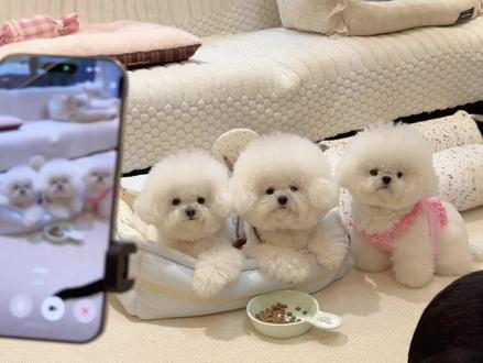 豆包帮我盯着这三只小狗不许吃碗里的狗粮… #萌宠 #豆包帮我盯狗狗 #小狗不会说话 #不养狗不知道养狗的乐趣 #可爱的小狗