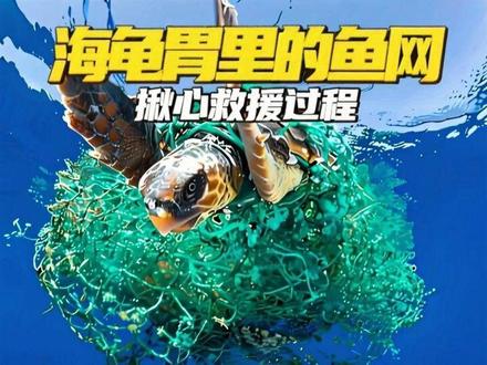 海龟吞下了渔网,整个救援过程看着揪心 #神奇动物在抖音 #动物救援 #海龟