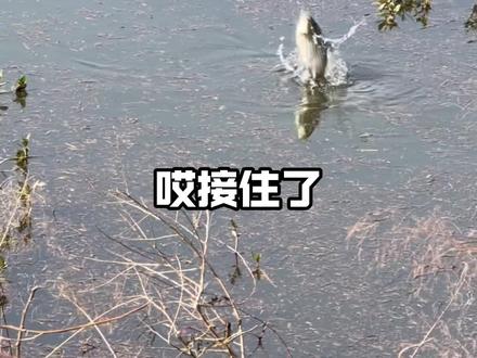 鲫鱼大叔都在用的非凡大炮,硬挺抗造,关键现在价格便宜!#传统钓#非凡大师炮#钓鲫鱼