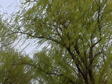 临沂费县最美滨河垂柳大道超全攻略#临沂#费县滨河大道 #祊河#沂河#柳树