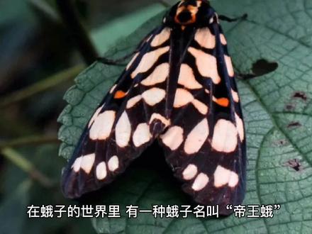 小故事 大道理 您不能施舍给我翅膀 #昆虫 #好奇昆虫 #昆虫世界 #科普一下 #视觉艺术