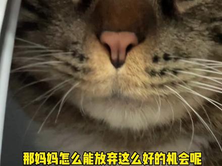 小猫咪拉粑粑的时候撅嘴嘴,肯定就是想要妈妈亲亲了!#抖音动物图鉴 #抖音520宠爱季