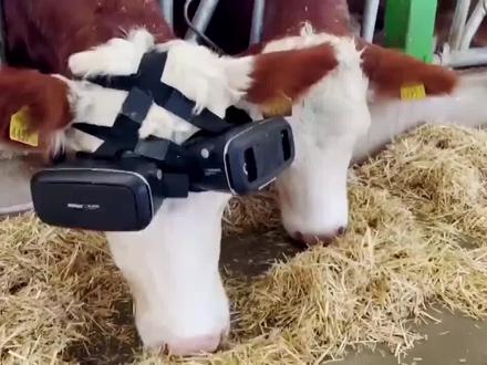 国外农场主出奇招!给奶牛带上VR眼镜,让产奶量大增
