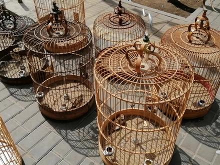 探寻张家口鸟市,看看百灵鸟买多少钱一只?