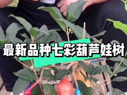 新品种,七彩葫芦娃树苗#鲜花绿植 #绿植花卉 #dou是因味幸福 @DOU+上热门 @DOU+小助手 @农民姐果树苗