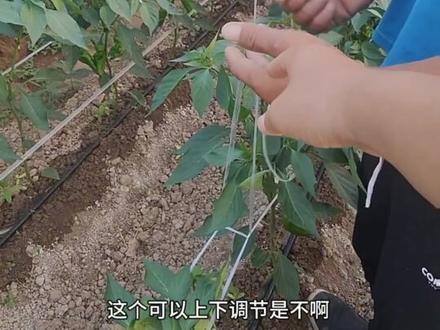 辣椒的吊绳方法
#辣椒 #三农 #辣椒🌶 #抖音助农 #优质农产品