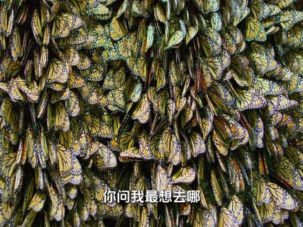 蝴蝶飞越沧海,蜉蝣度过春夏,看一只蝴蝶如何看四代接力,跨越万里之遥#帝王蝶 #黑脉金斑蝶 #君主斑蝶 #蝴蝶 #动物世界
