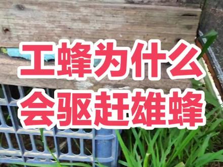 第393:工蜂为什么会驱赶雄蜂#养蜂人解说 #中蜂养殖 #农村养蜂人 #中蜂养殖技术讲解 #我是养蜂人