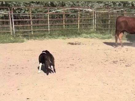 边境牧羊犬牧牛全过程,血脉压制! #边牧牧牛