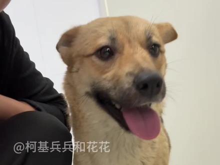 最近很多粉丝问我,曾经全网爆火的流浪狗黄站长,为什么突然没了音讯。
我原本不想出面回应,只想让热度慢慢褪去,让一切回归平静。但眼下网络谣言层出不穷,甚至有人恶意造谣,说黄站长已经离世。为了制止不实传言,我决定复盘整件事情,给所有关心黄站长、关心宣城的网友一个交代。
时间回到4月17日。彼时奄奄一息蜷缩在高铁站绿化带里的黄站长不会想到自己的出现会牵动全国网友的心,也让宣城这座千年古城被大众熟知。
起初,一群善良的出租车师傅自发凑出四千多元,求助我和晴天小苑救助伤势严重的黄站长。我们及时送医,医院了解全部经过后,主动为它减免治疗费用。我将众人接力救狗的视频发布网上,这份朴素的善意迅速发酵,直接登顶抖音热搜第一。
突如其来的超高流量,让我们这群普通人彻底手足无措。海量的采访与繁杂的网络舆论,让整件事慢慢脱离初心,危机四伏。
大家应该记得5月14日的插曲,当时的免责声明,把宣城推上了舆论风口。我想告诉大家:宣城从未改变。流量催生的风波,只是历史长河里的一朵浪花,丝毫无法改变这座城市向善的底色。在所有人的包容下,风波早已平息,所有参与者初心不变,只求黄站长平安活下去。
这场救助不属于任何人,是司机师傅、宠物医院、救助团队以及无数善意网友共同的成果,也是宣城温暖的缩影。深耕救助行业以来,我见过太多平凡的宣城人,默默行善,温柔以待世间弱小,这也是文房四宝之乡最动人的底蕴。
目前黄站长一切安好,腿伤正在稳步恢复,很快就能康复出院。后续安置工作,会由相关部门妥善处理。
热度终会消散,我们所有人都会回归日常。潮水退去,小狗没变,我们没变,宣城更没有变。热搜从来不能定义一座城市,人心才可以。城市真正的温度,不在舆论榜单,而在市井烟火,在普通人纯粹向善的本心。
善意不惧风波,本心不随流量偏移。最真实的宣城,从来不在嘈杂的网络舆论里,而在每一个普通人的心底。