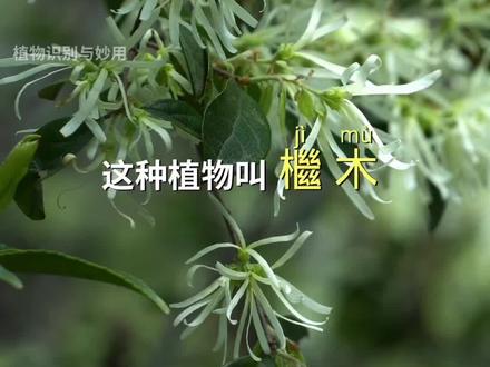 这种植物叫檵(ji)木,它的用处很多#植物科普#植物百科 #檵木 #白花檵木 #药用植物