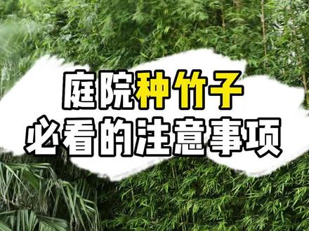 别轻易在庭院种竹子,如果要种,收藏起来看完这个视频,必看的注意事项 #花园生活 #庭院设计 #家庭种植 #竹子 #花园设计