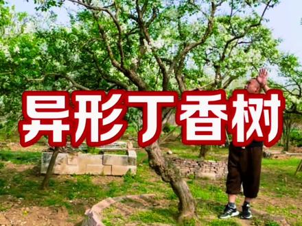 树干自然弯曲的百年白色丁香花树,意境感十足,满树爆花,香飘满园#适合庭院种植的造型树 #别墅庭院植物 #景观树