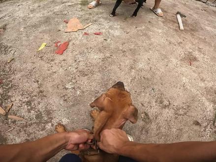 两岁比特犬母狗试口,要么不开口,开口打废狗,大家觉得打得怎样 #比特犬 #猛犬 #斗犬 #比特犬训练 #比特犬在中国 #猎犬