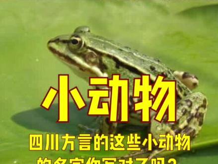 四川人喊这些小动物,是这样喊的~#四川美好推荐官 #方言 #四川话 #动物 #汉字 #四川 #传统文化 #语言