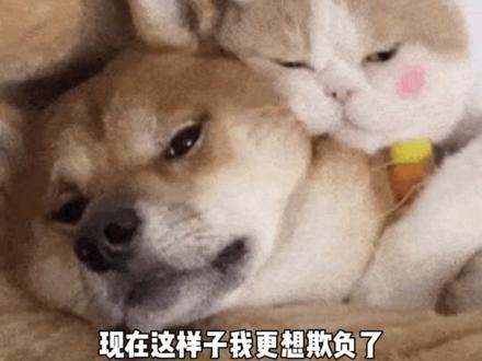 #点点穿书 #仙侠恋爱养成殿上欢 哎呀玛雅 这个设定太带劲了