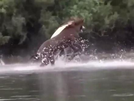 野马踢出致命一脚吓得鳄鱼不知道谁是猎人,2023野生动物攻击! #鬣狗 #角马 #野生动物 #羚羊 #花豹