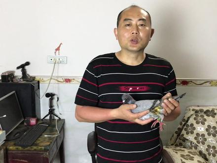 鸽子伤势严重已做手术,伤口全部清理缝四针,只希望它快点康复 #信鸽 #受伤 #弹弓打鸽子