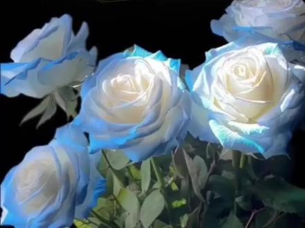 #Desire4 国风音乐会八首连听🎵安静的享受这五分钟的试听盛宴🌷我好喜欢第一首的合唱#春归引 和最后一首@黄星Eliot 的#两世洞天 🫰