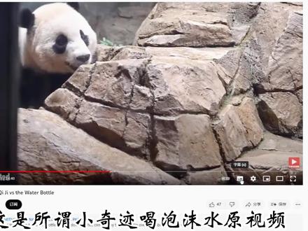 4.11小奇迹打翻的肥皂水真相实际是泡泡浴 #国宝大熊猫 #小奇迹 #旅美熊猫 #海外熊猫 #守护熊猫