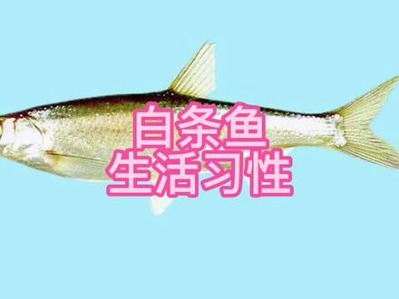 爱钓鱼的朋友了解一下哟