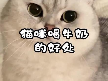 猫咪喝牛奶的好处,猫咪喝牛奶可以增加抵抗力,平时可以每周两次给猫咪补充一些,不过注意要选择零乳糖的哦#猫咪 #猫咪的日常 #猫咪喝奶 #