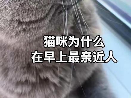 你家猫咪为什么在早上对你最亲近 #万物可爱计划 #蓝猫 #萌宠出道计划 #真实生活分享计划#上热门 @抖音小助手 @DOU+小助手 @DOU+上热门