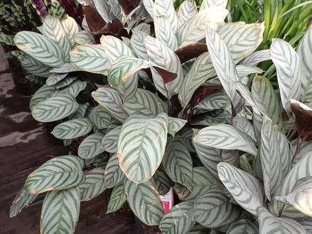 竹芋类植物常见问题以及缺水以后怎么恢复? #竹芋#浇水#黄叶#枯叶