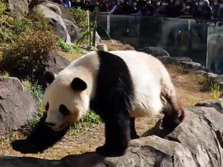 日本暂时没有大熊猫了 2026年1月27日,东京上野动物园的双胞胎大熊猫“晓晓”和“蕾蕾”将启程返回中国,日本将随之进入一个特殊的“无熊猫”空窗期。
回望这段跨越半个多世纪的历史,大熊猫的来访、停留与离去,早已超越动物交流本身,成为中日关系、公共情感与城市记忆交织的一部分。
#旅日大熊猫