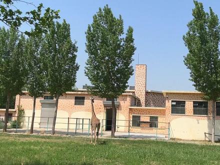 送你一张照片|动物园的“超级奶爸” (记者:王晖、李然)