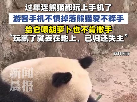 游客手机不慎掉落#熊猫捡到手机爱不释手 “饲养员给它喂胡萝卜都不撒手”,最后玩腻了才丢在一旁,以还给失主 #熊猫 #动物园 #手机