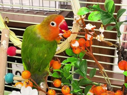 驯服一只鹦鹉的魔音,你家鸟听懂了吗! #新手养鸟 #养鸟训鸟 #训鸟