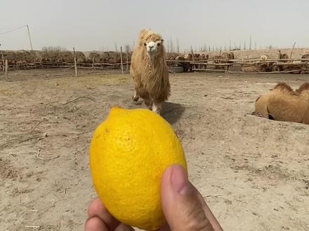 柠檬接力赛#骆驼 #骆驼奶 @绿茵场骆驼