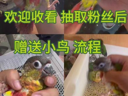 跟大家道个歉!最近太忙开奖视频晚了一天,感谢大家包容!
本轮先抽取了一部分幸运观众,没中的小伙伴不用失落,抽奖活动长期有效,明天继续开福利送小鸟,机会多得很!#送鸟 #鹦鹉 #繁殖