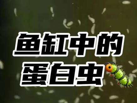 鱼缸中蛋白虫的产生原因和消除方法#蛋白虫 #鱼缸过滤 #空气缸 #滤材 #硝化菌