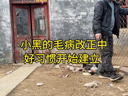 加纳利犬小黑扑人,主人只用一招便解决了#训犬师 #训犬 #猛犬 #警犬 #工作犬 #恶犬出没