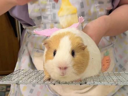 闺蜜快来我家吃烤猪妞啦!#猪妞 #铲屎官的快乐 #毛孩子日常