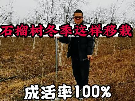 石榴树冬季这样移栽,成活率100%。#诚信苗木人 #抖音推广 #5公分突尼斯软籽石榴树 #抖音助农 #基地软籽石榴树苗 #农业 #脆甜柿子树苗基地 #苗木基地 #石榴树管理 #河阴突尼斯软籽石榴树 #基地软籽石榴树 #石榴树苗基地 #田间地头走一走 #突尼斯软籽石榴树苗 #突尼斯软籽石榴树管理 #河阴软籽石榴树苗 #石榴树修剪 #柿子树苗